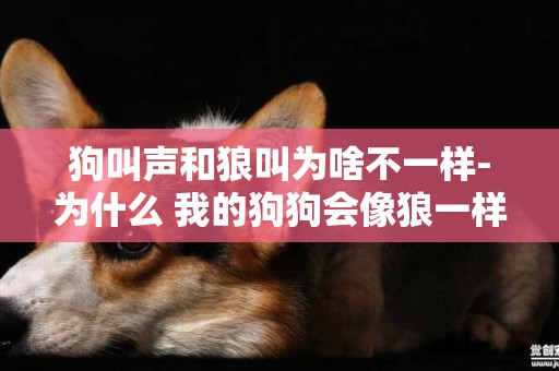 狗叫聲和狼叫為啥不一樣-為什么 我的狗狗會像狼一樣叫