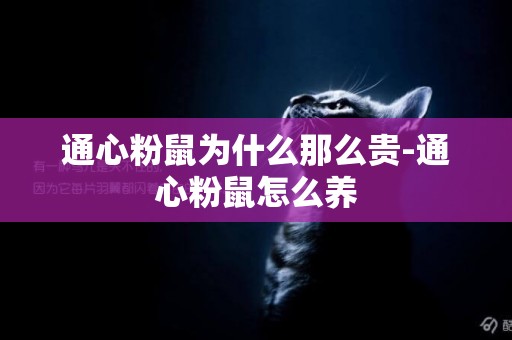 通心粉鼠為什么那么貴-通心粉鼠怎么養