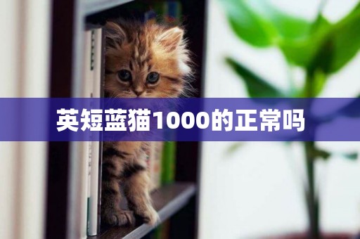 英短藍貓1000的正常嗎
