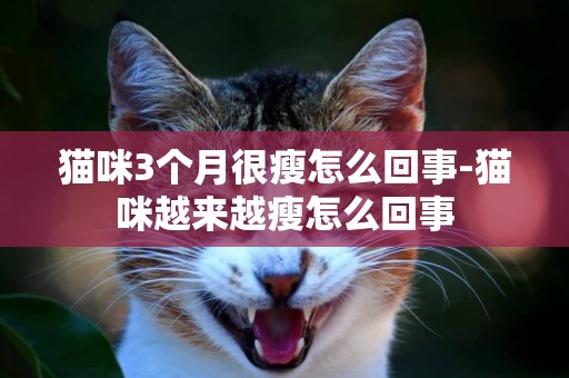 貓咪3個月很瘦怎么回事-貓咪越來越瘦怎么回事