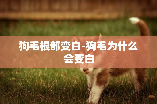 狗毛根部變白-狗毛為什么會變白