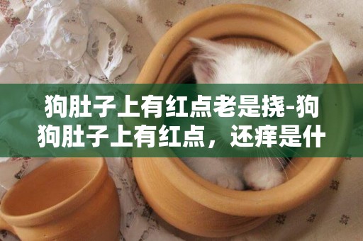 狗肚子上有紅點老是撓-狗狗肚子上有紅點，還癢是什么?