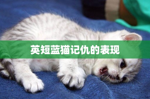 英短藍貓記仇的表現