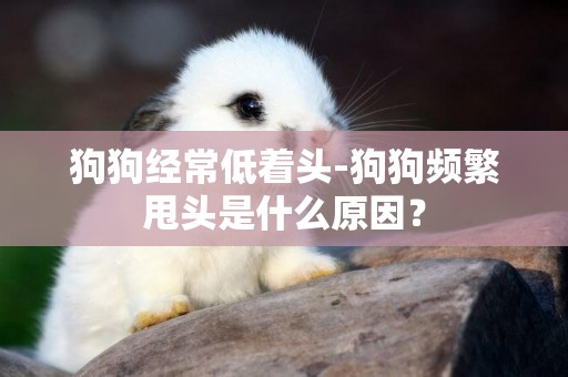 狗狗經常低著頭-狗狗頻繁甩頭是什么原因？