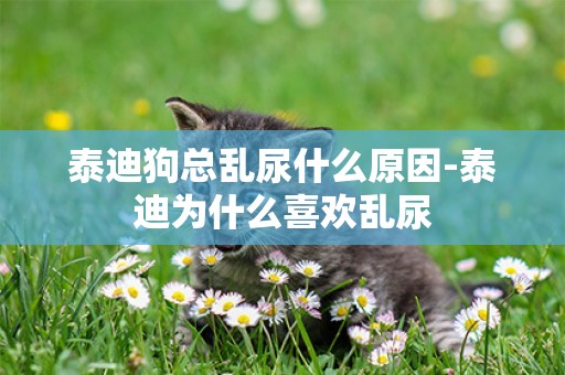 泰迪狗總亂尿什么原因-泰迪為什么喜歡亂尿
