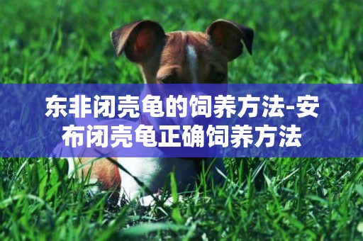 東非閉殼龜的飼養方法-安布閉殼龜正確飼養方法