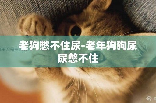 老狗憋不住尿-老年狗狗尿尿憋不住