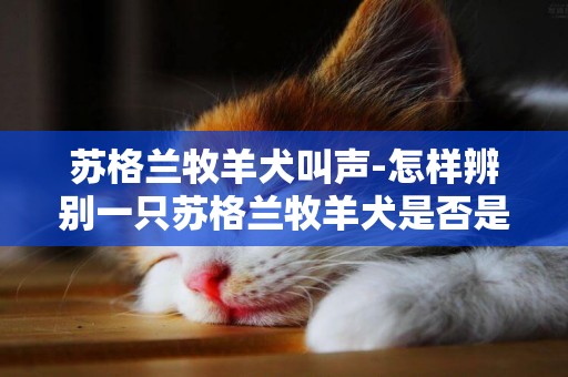 蘇格蘭牧羊犬叫聲-怎樣辨別一只蘇格蘭牧羊犬是否是純種？