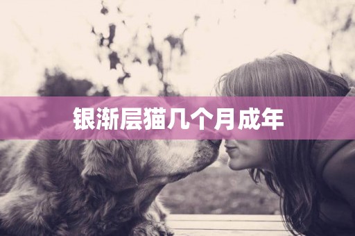 銀漸層貓幾個月成年