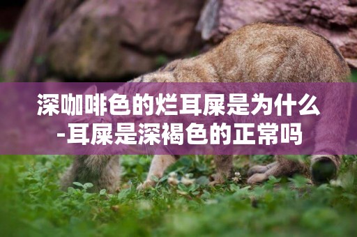 深咖啡色的爛耳屎是為什么-耳屎是深褐色的正常嗎