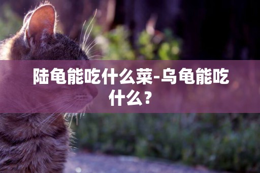 陸龜能吃什么菜-烏龜能吃什么？
