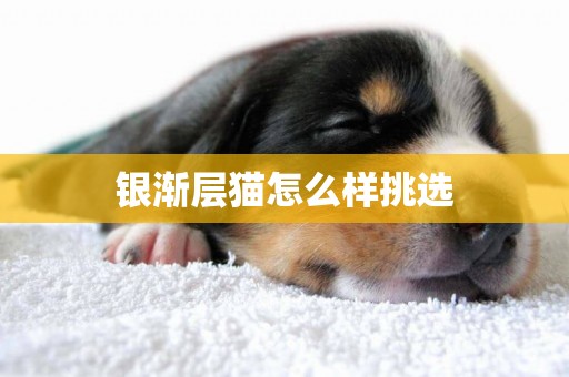 銀漸層貓怎么樣挑選