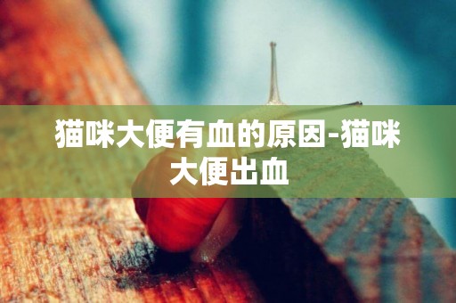 貓咪大便有血的原因-貓咪大便出血