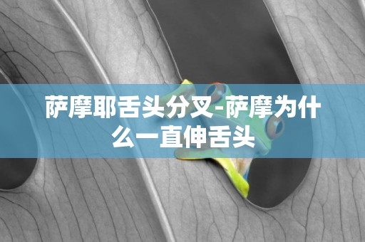 薩摩耶舌頭分叉-薩摩為什么一直伸舌頭