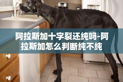 阿拉斯加十字裂還純嗎-阿拉斯加怎么判斷純不純