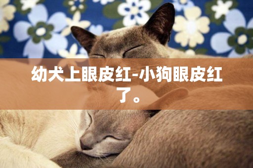 幼犬上眼皮紅-小狗眼皮紅了。
