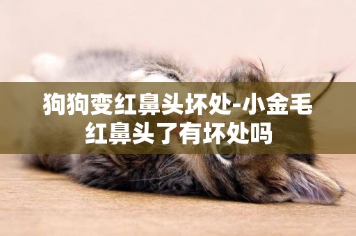 狗狗變紅鼻頭壞處-小金毛紅鼻頭了有壞處嗎