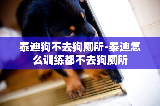 泰迪狗不去狗廁所-泰迪怎么訓練都不去狗廁所