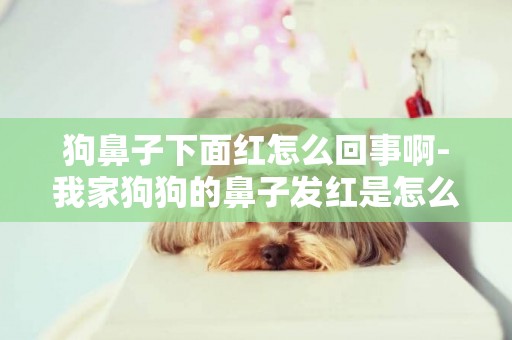 狗鼻子下面紅怎么回事啊-我家狗狗的鼻子發紅是怎么回事?