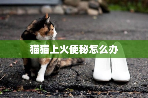 貓貓上火便秘怎么辦