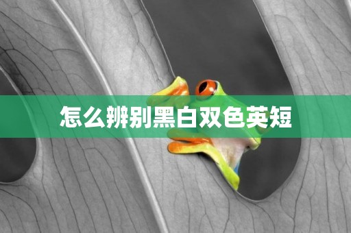 怎么辨別黑白雙色英短
