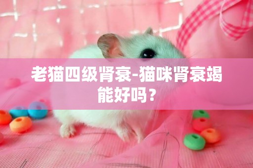 老貓四級腎衰-貓咪腎衰竭能好嗎？
