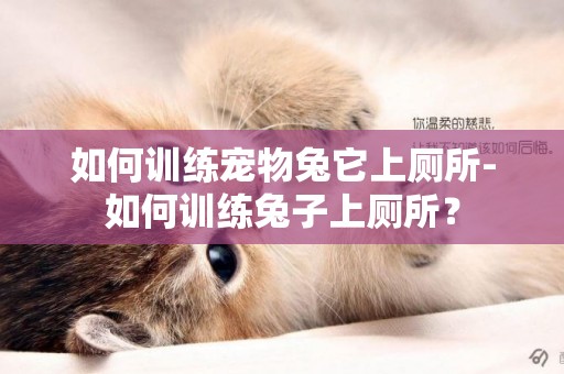如何訓練寵物兔它上廁所-如何訓練兔子上廁所？