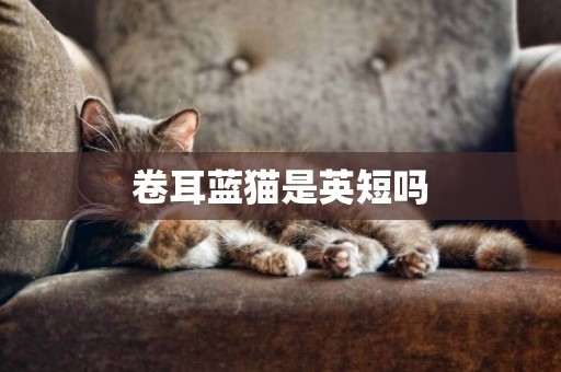 卷耳藍貓是英短嗎