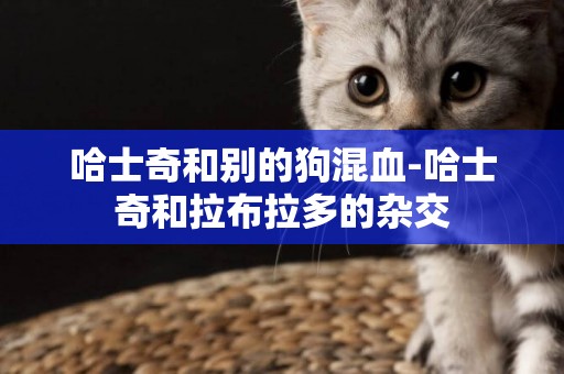 哈士奇和別的狗混血-哈士奇和拉布拉多的雜交