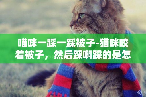 喵咪一踩一踩被子-貓咪咬著被子，然后踩啊踩的是怎么了