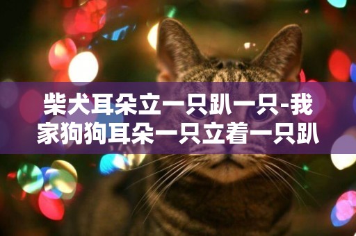 柴犬耳朵立一只趴一只-我家狗狗耳朵一只立著一只趴著