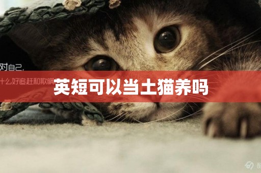 英短可以當土貓養嗎