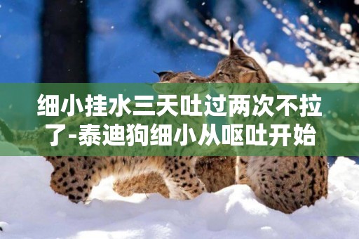細小掛水三天吐過兩次不拉了-泰迪狗細小從嘔吐開始五天半,掛水三天,便兩次,請問大家度過危險期沒?