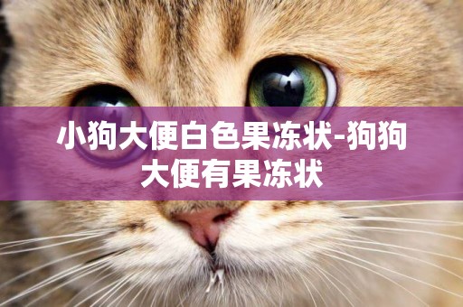 小狗大便白色果凍狀-狗狗大便有果凍狀