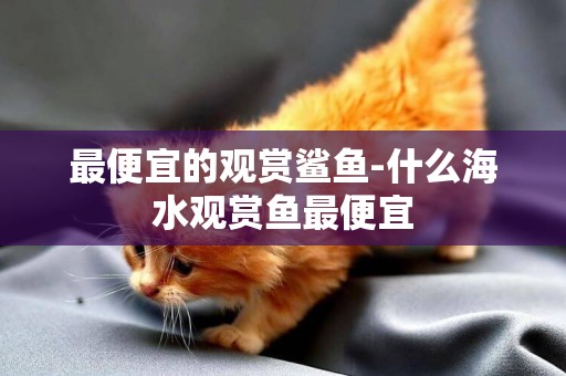 最便宜的觀賞鯊魚-什么海水觀賞魚最便宜