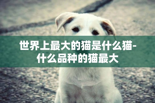 世界上最大的貓是什么貓-什么品種的貓最大