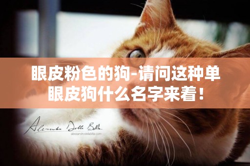 眼皮粉色的狗-請問這種單眼皮狗什么名字來著！