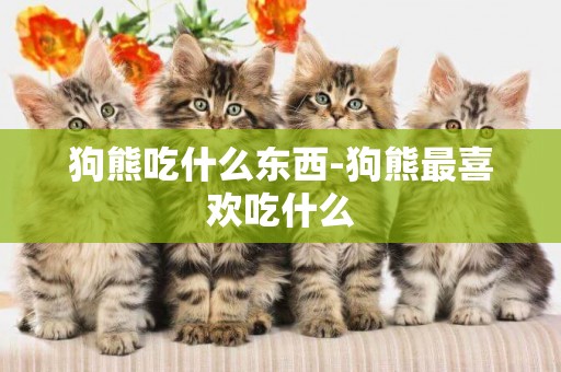 狗熊吃什么東西-狗熊最喜歡吃什么