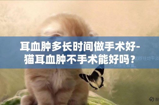 耳血腫多長時間做手術好-貓耳血腫不手術能好嗎？