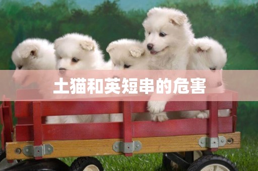 土貓和英短串的危害