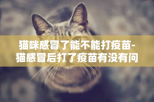 貓咪感冒了能不能打疫苗-貓感冒后打了疫苗有沒有問題？
