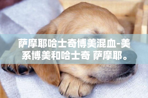 薩摩耶哈士奇博美混血-美系博美和哈士奇 薩摩耶。