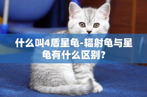 什么叫4盾星龜-輻射龜與星龜有什么區別？