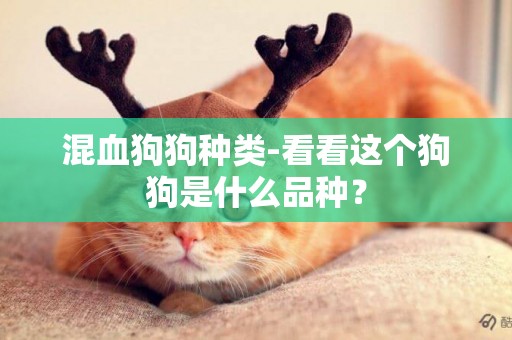 混血狗狗種類-看看這個狗狗是什么品種？