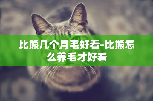 比熊幾個月毛好看-比熊怎么養毛才好看