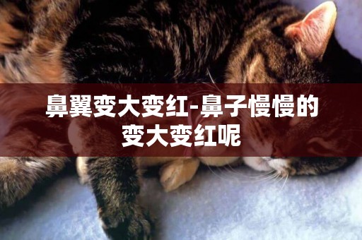 鼻翼變大變紅-鼻子慢慢的變大變紅呢