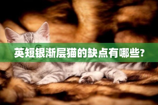 英短銀漸層貓的缺點有哪些?