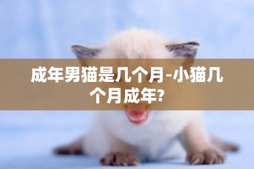 成年男貓是幾個月-小貓幾個月成年?