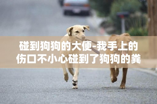 碰到狗狗的大便-我手上的傷口不小心碰到了狗狗的糞便，請問會感染狂犬