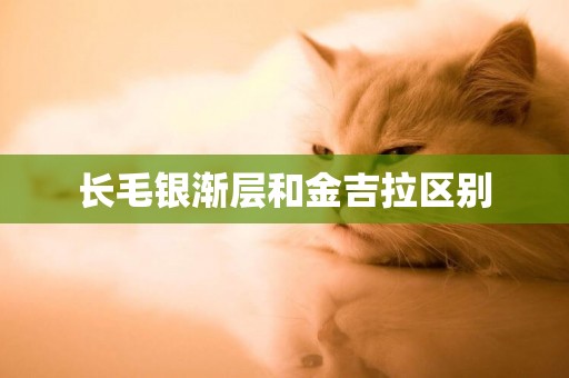 長毛銀漸層和金吉拉區別